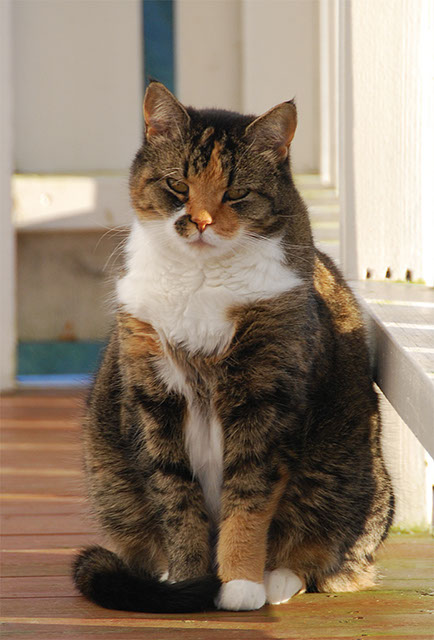 Musti